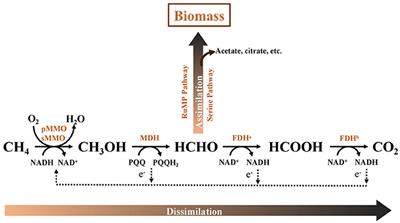 Optimum O2:CH4 Ratio Promotes the Synergy between Aerobic Methanotrophs and Denitrifiers to Enhance Nitrogen Removal